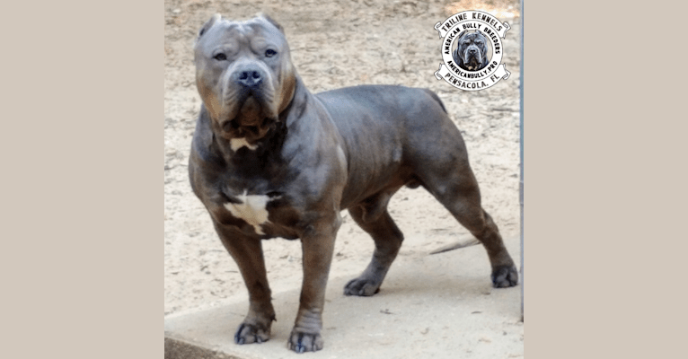 Beefy, an American Bully tested with EmbarkVet.com