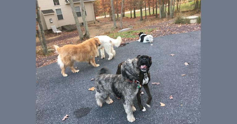 Murray, a Boxer tested with EmbarkVet.com