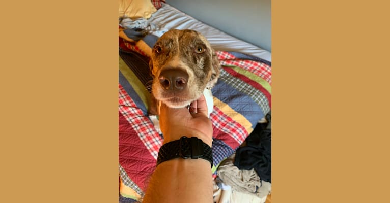 Australian shepherd new arrivals german shorthair mix