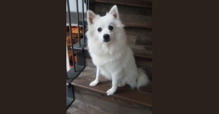 Loki, a Pomeranian and American Eskimo Dog mix tested with EmbarkVet.com