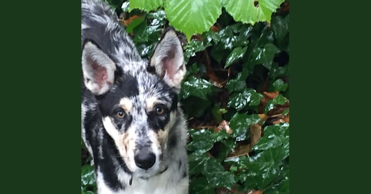 KAYDA, a Border Collie and Alaskan Malamute mix tested with EmbarkVet.com