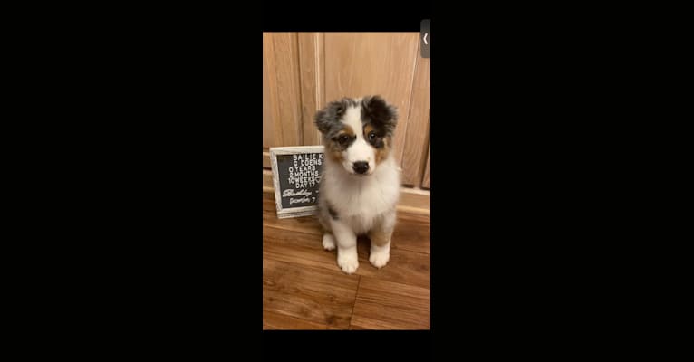 Bailie (Skyecoves Boss Dog is Out Of This World), an Australian Shepherd Group tested with EmbarkVet.com