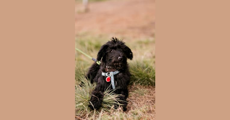 Ash, a Poodle (Standard) and German Shepherd Dog mix tested with EmbarkVet.com
