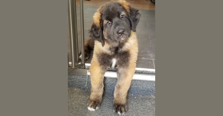 Photo of Kamenah's Only For the Brave of Heart "Jasiri", a Leonberger  in Chewelah, WA, USA