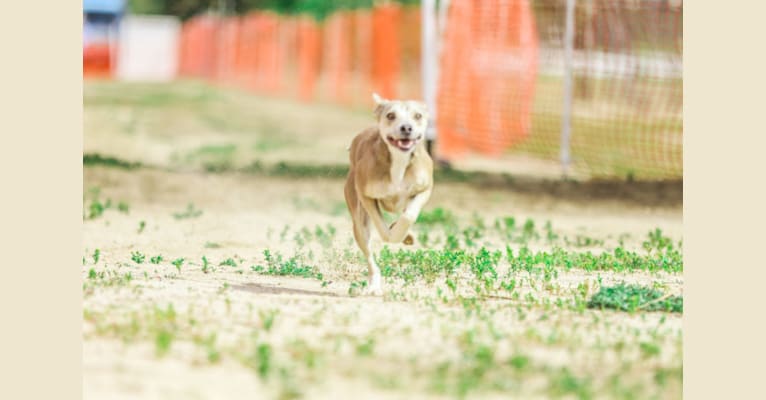 Photo of Wiley, an American Pit Bull Terrier, American Staffordshire Terrier, Pomeranian, and Shetland Sheepdog mix in Santa Clarita, California, USA