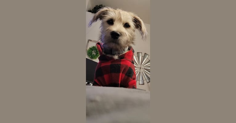 Photo of Kevin, a Yorkshire Terrier, Shih Tzu, Catahoula Leopard Dog, Labrador Retriever, American Pit Bull Terrier, and Mixed mix in Statesboro, Georgia, USA