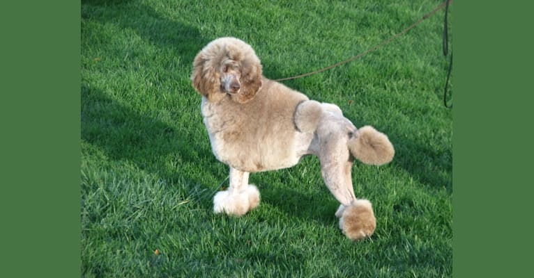 Anja, a Poodle (Standard) tested with EmbarkVet.com