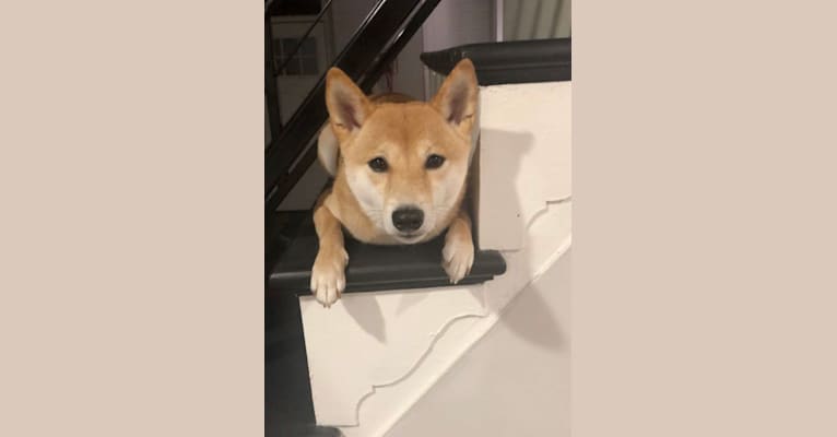 Nina, a Shiba Inu tested with EmbarkVet.com