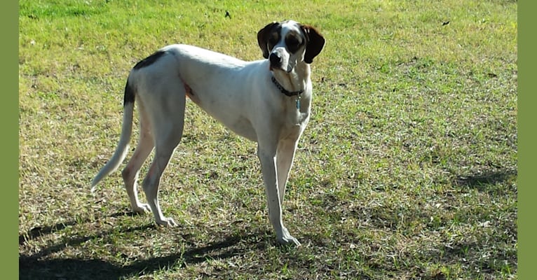Dixie, a Coonhound and Great Pyrenees mix tested with EmbarkVet.com