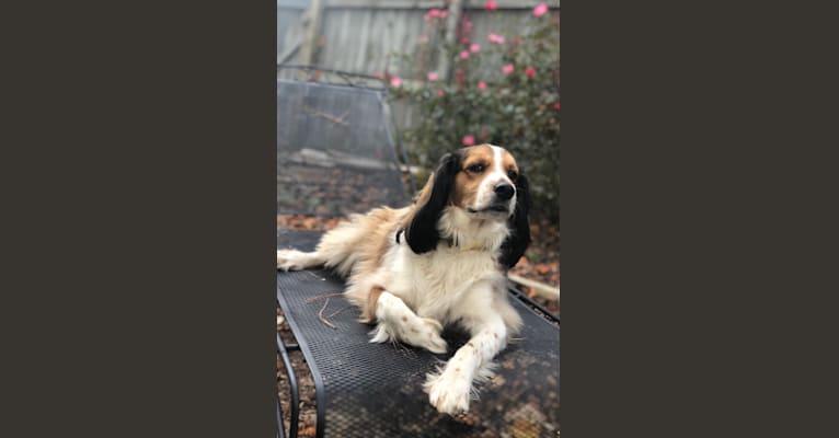 Photo of George, a Cocker Spaniel and Shetland Sheepdog mix in Milledgeville, Georgia, USA
