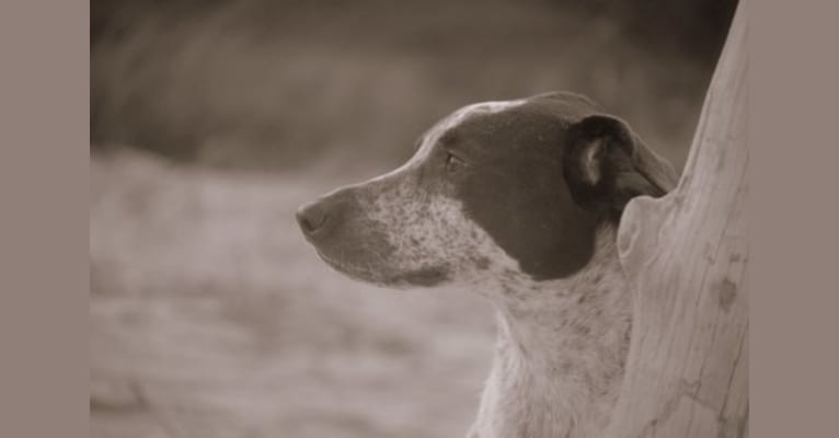 Gunner, a German Shepherd Dog and Labrador Retriever mix tested with EmbarkVet.com