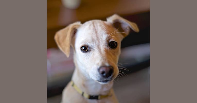 Stella, a Chihuahua and Pomeranian mix tested with EmbarkVet.com