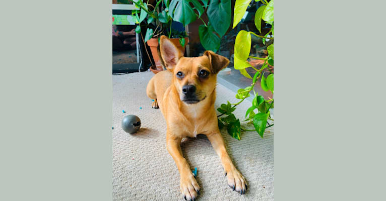 Chacho, a Chihuahua and Yorkshire Terrier mix tested with EmbarkVet.com