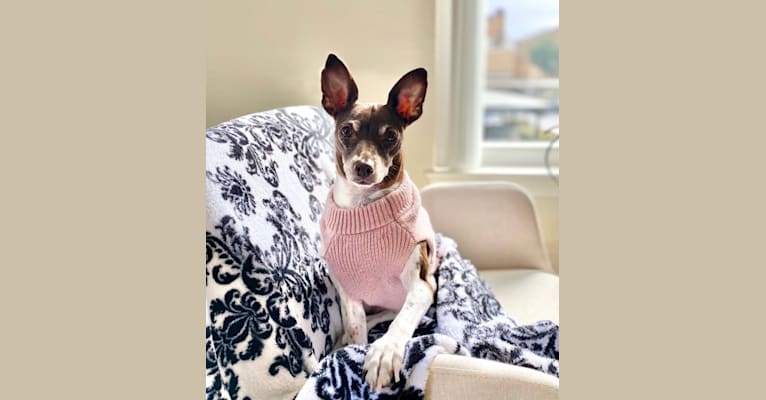 Photo of Bella, a Rat Terrier  in Foster City, California, USA