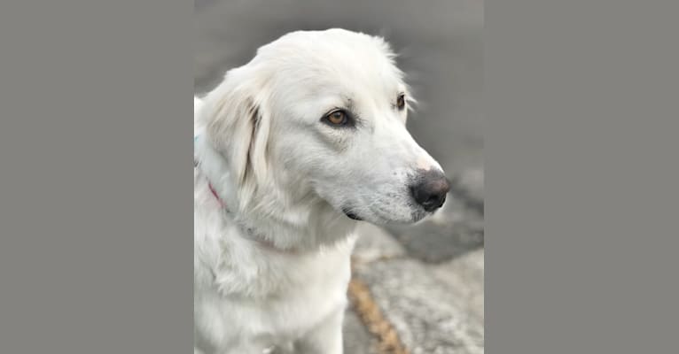 Luna, a Great Pyrenees and Anatolian Shepherd Dog mix tested with EmbarkVet.com