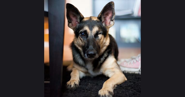 Teagan, a German Shepherd Dog and Siberian Husky mix tested with EmbarkVet.com