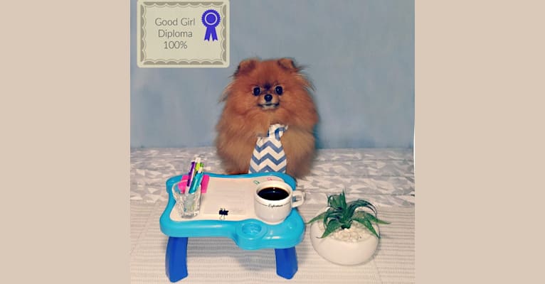 Poupée, a Pomeranian tested with EmbarkVet.com