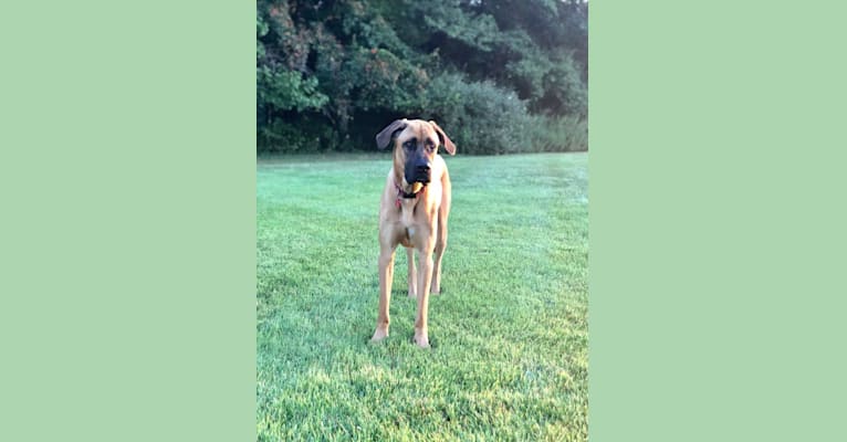 Whiskey, an Irish Wolfhound and Cane Corso mix tested with EmbarkVet.com