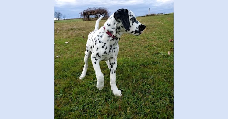 Photo of Firefly, a Dalmatian  in Claysville, PA, USA