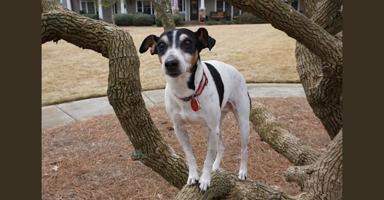 Checkers, a Rat Terrier tested with EmbarkVet.com