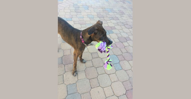 Autumn, a Boxer and Australian Cattle Dog mix tested with EmbarkVet.com