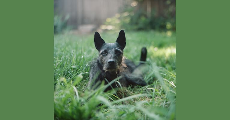 Roo, a Formosan Mountain Dog tested with EmbarkVet.com