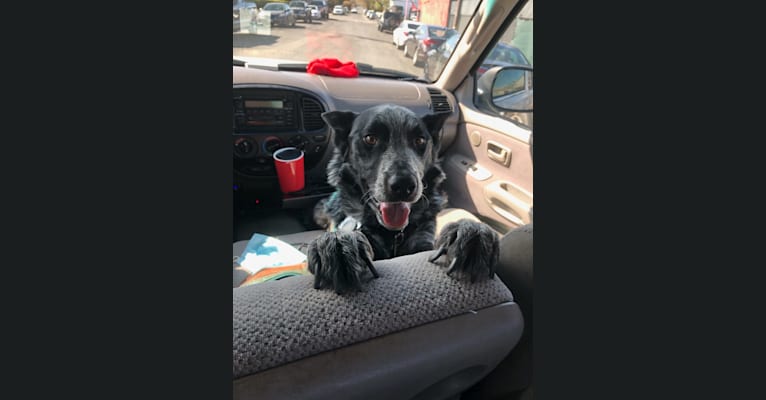 Bodie, an Australian Cattle Dog and Border Collie mix tested with EmbarkVet.com