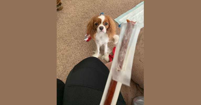 Photo of Rose Tyler, a Cavalier King Charles Spaniel  in Colorado, USA