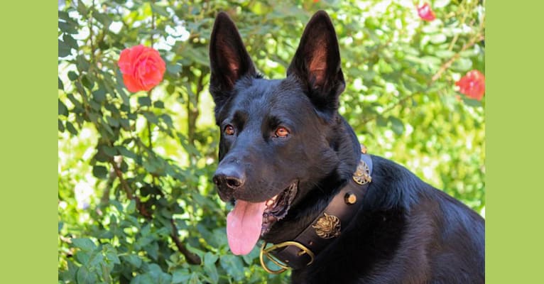 Onyx, a German Shepherd Dog tested with EmbarkVet.com