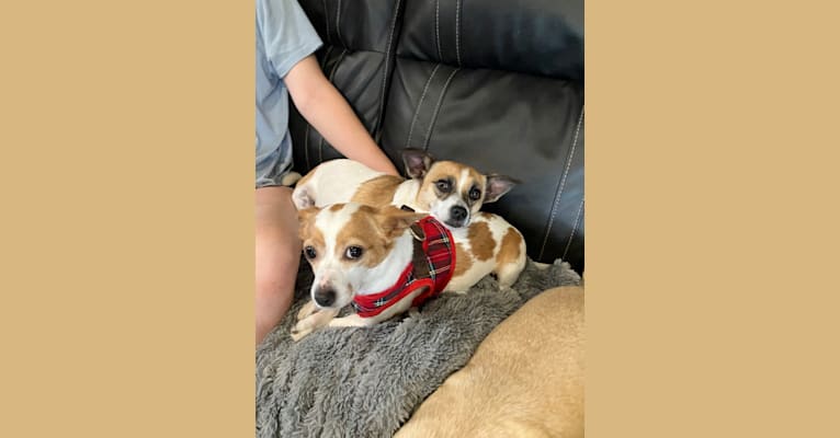 Daisy, a Chihuahua and Rat Terrier mix tested with EmbarkVet.com