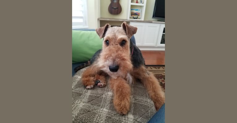 Photo of Copper Penny, a Welsh Terrier  in Turlock, CA, USA