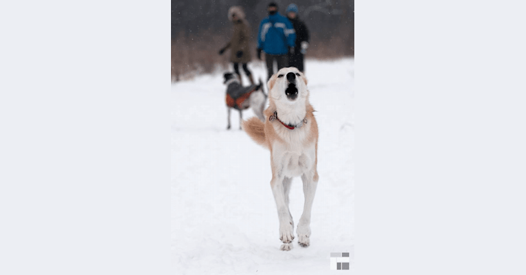 Roco, an Alaskan-type Husky tested with EmbarkVet.com