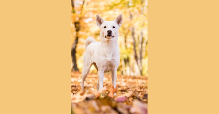 Daja, a Canaan Dog tested with EmbarkVet.com