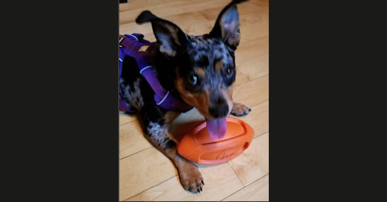 Laika, a Boxer and Labrador Retriever mix tested with EmbarkVet.com