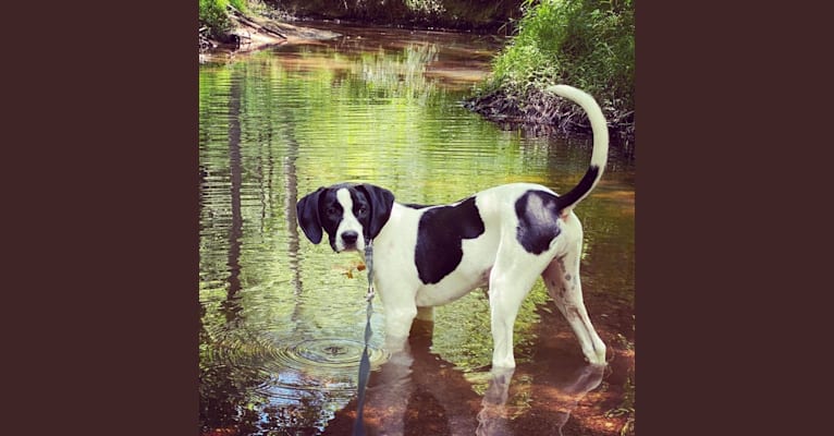 Photo of Rocco, a Treeing Walker Coonhound, American Pit Bull Terrier, and Mixed mix in Tennessee, USA