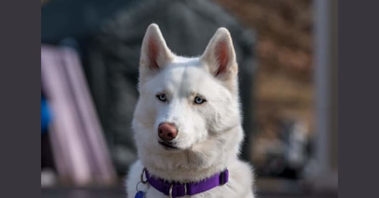 Shelby, a Siberian Husky (6.0% unresolved) tested with EmbarkVet.com