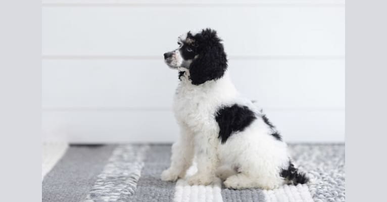 Pepper, a Poodle (Standard) tested with EmbarkVet.com