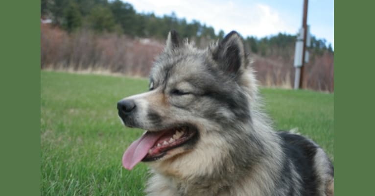 Dulcinea, a Siberian Husky and Keeshond mix tested with EmbarkVet.com