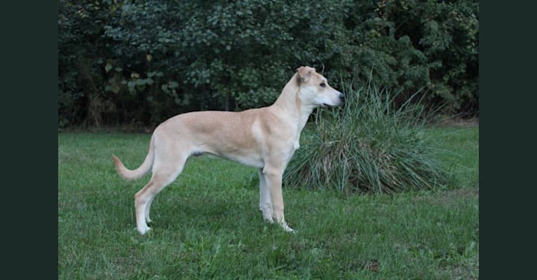 Photo of Loomy, a Carolina Dog 
