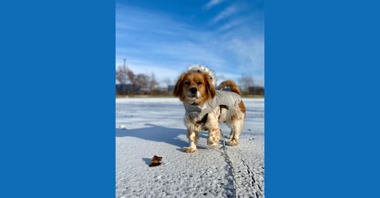 Photo of Courage, a Cocker Spaniel, Lhasa Apso, Beagle, and Mixed mix in Binghamton, New York, USA