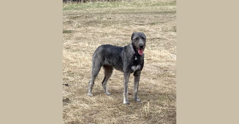 Highland wolfhounds sales