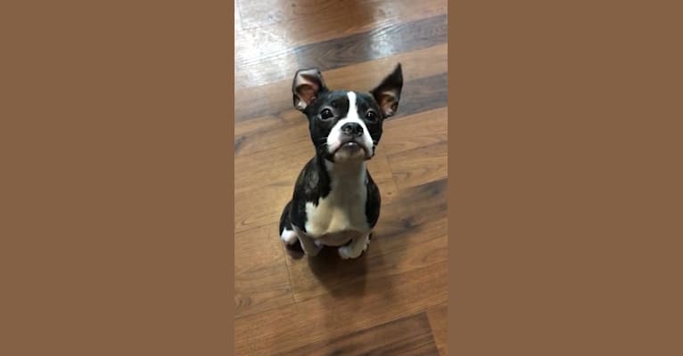 Frankie, a Boston Terrier and Beagle mix tested with EmbarkVet.com
