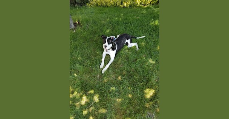 Photo of Little Bear, an American Pit Bull Terrier, American Bully, Boxer, English Springer Spaniel, and Border Collie mix in Idaho Falls, Idaho, USA