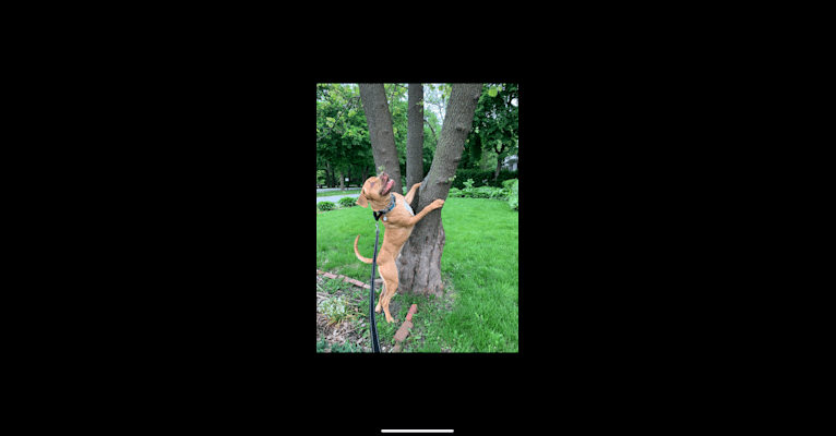 Marco, a Boerboel and American Pit Bull Terrier mix tested with EmbarkVet.com