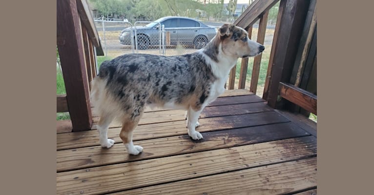Ziggy Stardust, a Miniature/MAS-type Australian Shepherd and Pembroke Welsh Corgi mix tested with EmbarkVet.com