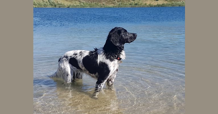 Chloé, a Stabyhoun tested with EmbarkVet.com