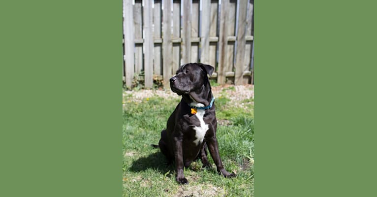 Vince, a Staffordshire Terrier and German Shepherd Dog mix tested with EmbarkVet.com