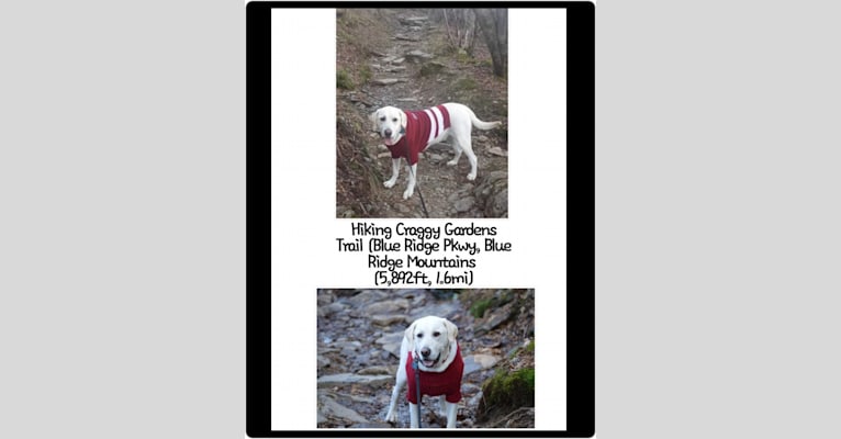 Bama Wigglebutt, a Labrador Retriever tested with EmbarkVet.com