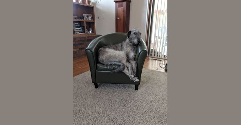 Shadow, an Irish Wolfhound tested with EmbarkVet.com