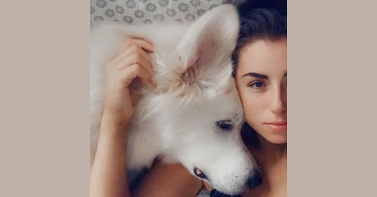 Moana, a Great Pyrenees and Anatolian Shepherd Dog mix tested with EmbarkVet.com